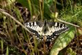 Papilio machaon